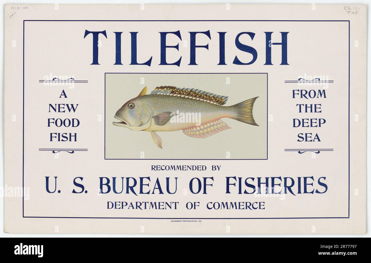 Tilefish Illustrative Material Published By The Government Printing Office and other Government Agencies Stock Photo