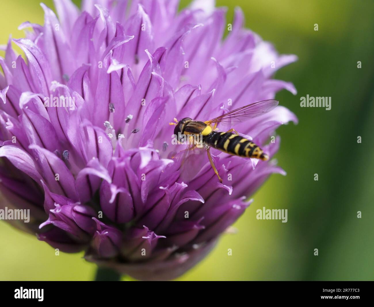 Long Hoverfly, Sphaerophoria scripta, feeding on chive flower Stock Photo