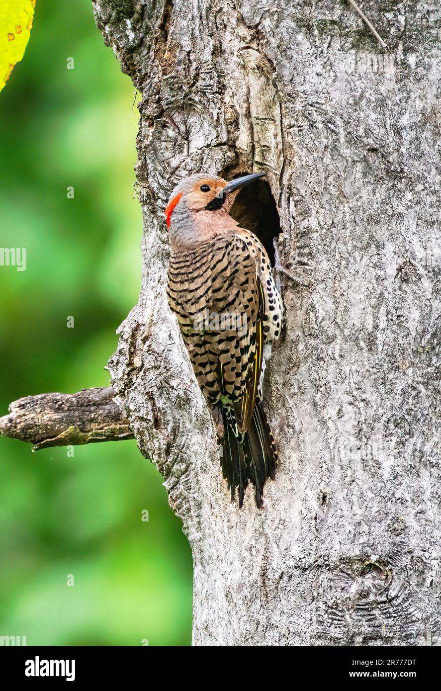 Male northern flicker at nest site Stock Photo