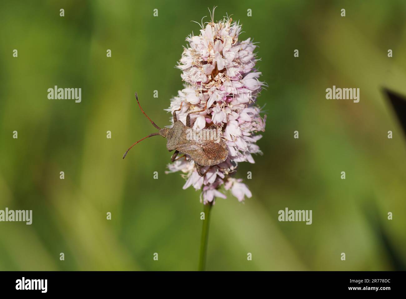 Dock bug (Coreus marginatus), family Coreidae on flowers of bistort