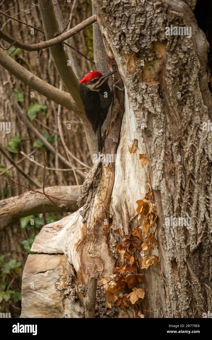 WA23382-00...WASHINGTON - A pileated wood pecker scearching for bugs on an old, rotting, Big Leaf Maple tree. Stock Photo