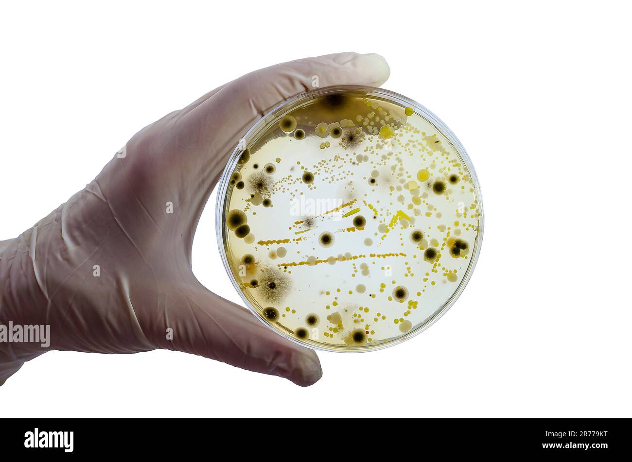 Coccus bacteria Cut Out Stock Images & Pictures - Alamy