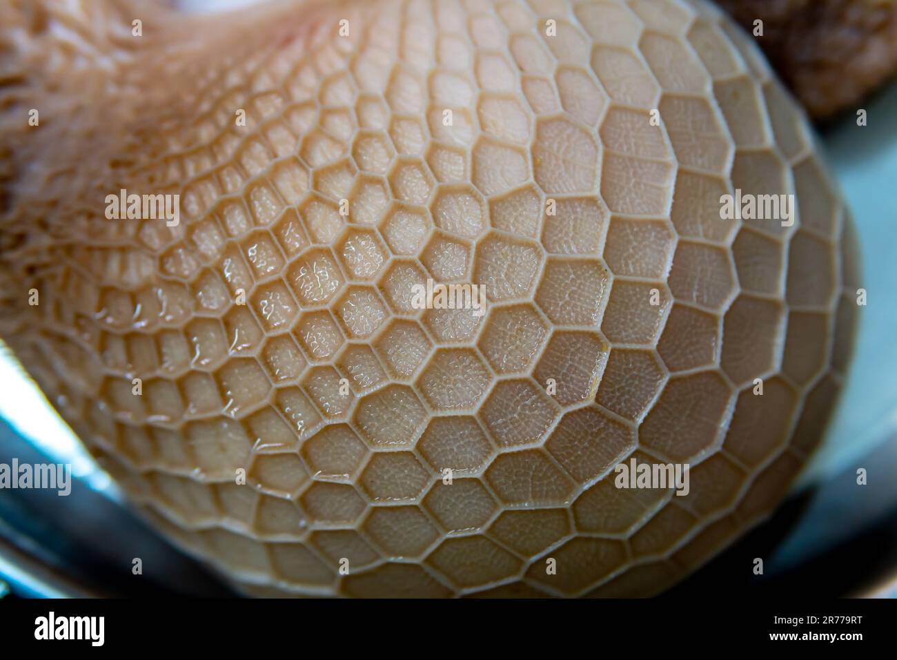 The exterior of the goat stomach has been meticulously cleaned and is presently kept on a plate, ready for cooking. Stock Photo