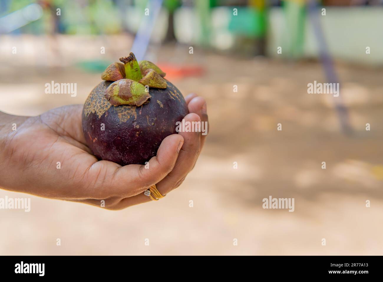 Gracing the palm with elegance, a  mangosteen fruit rests gently, framed by the backdrop of two swinging seats Stock Photo