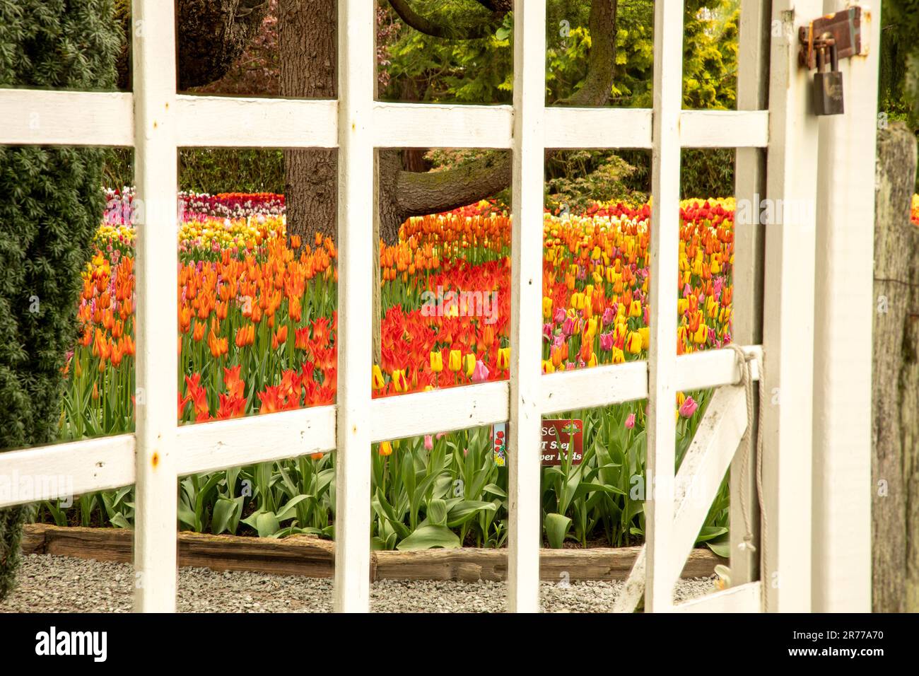 WA23389-00...WASHINGTON - Early morning viewing tulips through a locked gate at RoozenGaarde Tulip Garden. Stock Photo
