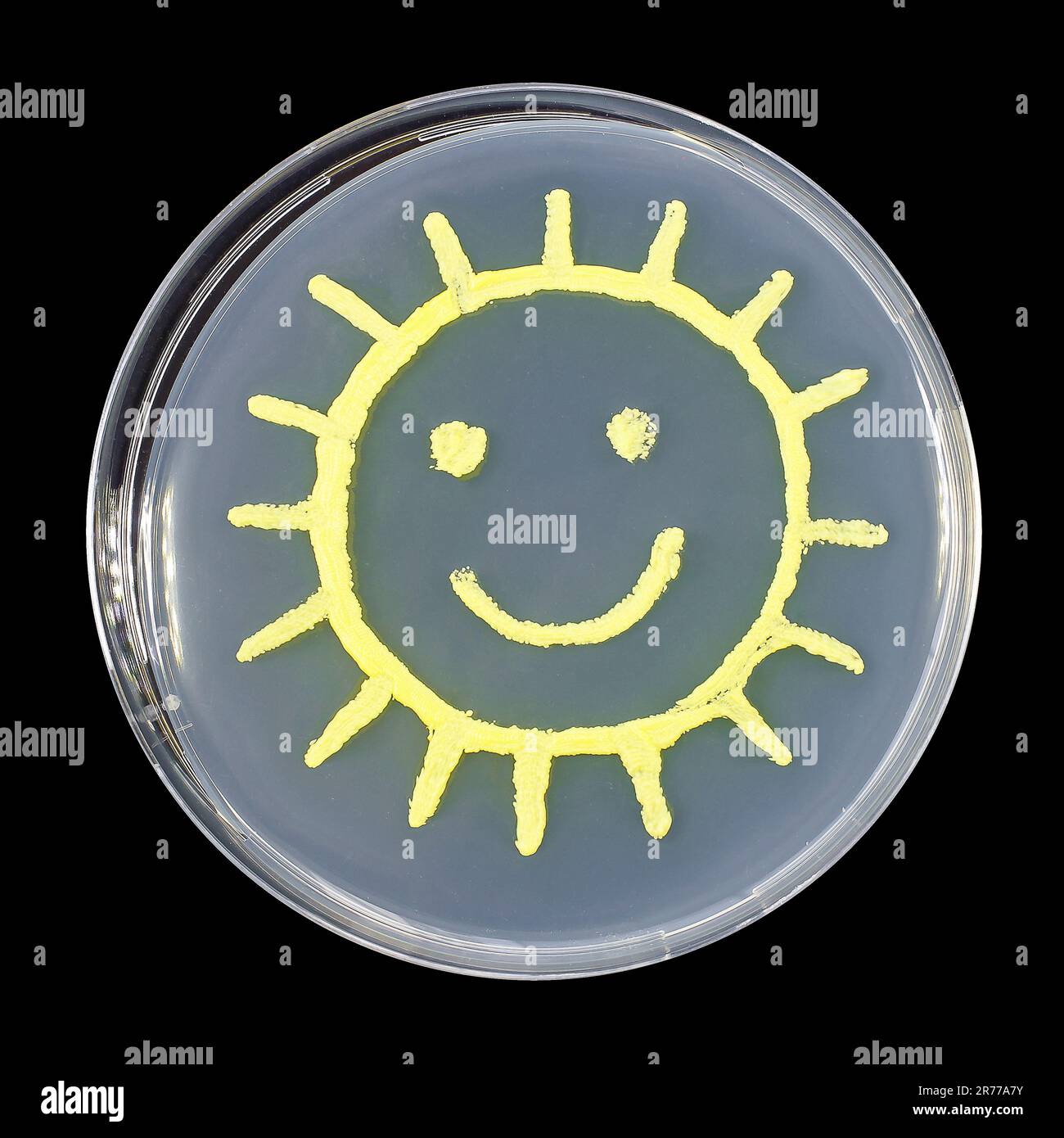 Sun, microbial art. Petri dish containing bacteria Micrococcus luteus