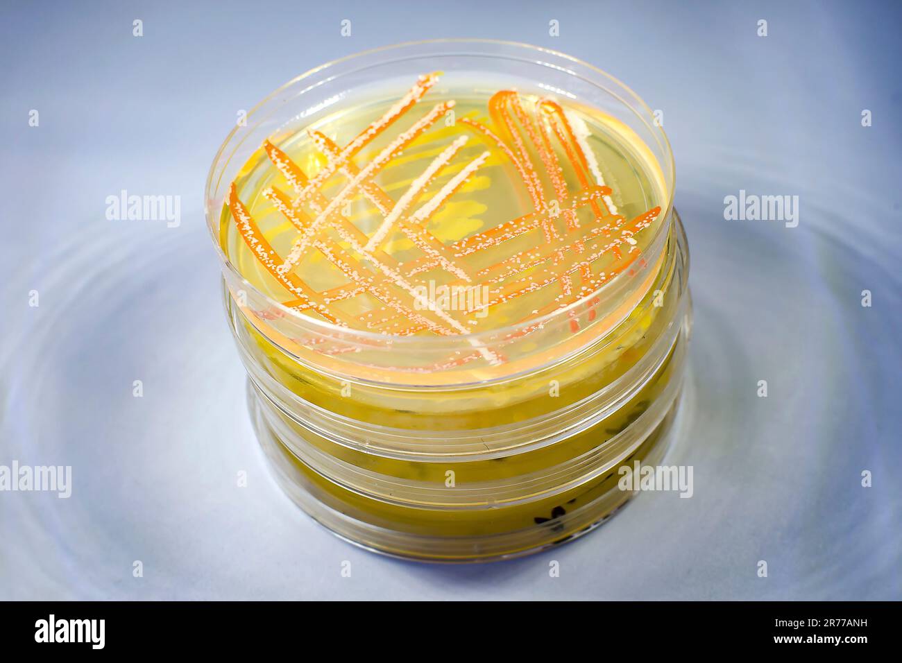 Mixed culture of bacteria and fungi of different colors grown on a