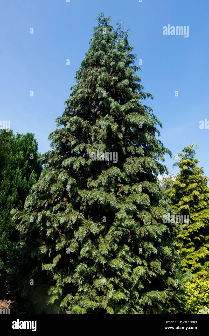Conical Tree, Lawson Cypress, Chamaecyparis lawsoniana Alumii, Port Orford Cypress Stock Photo
