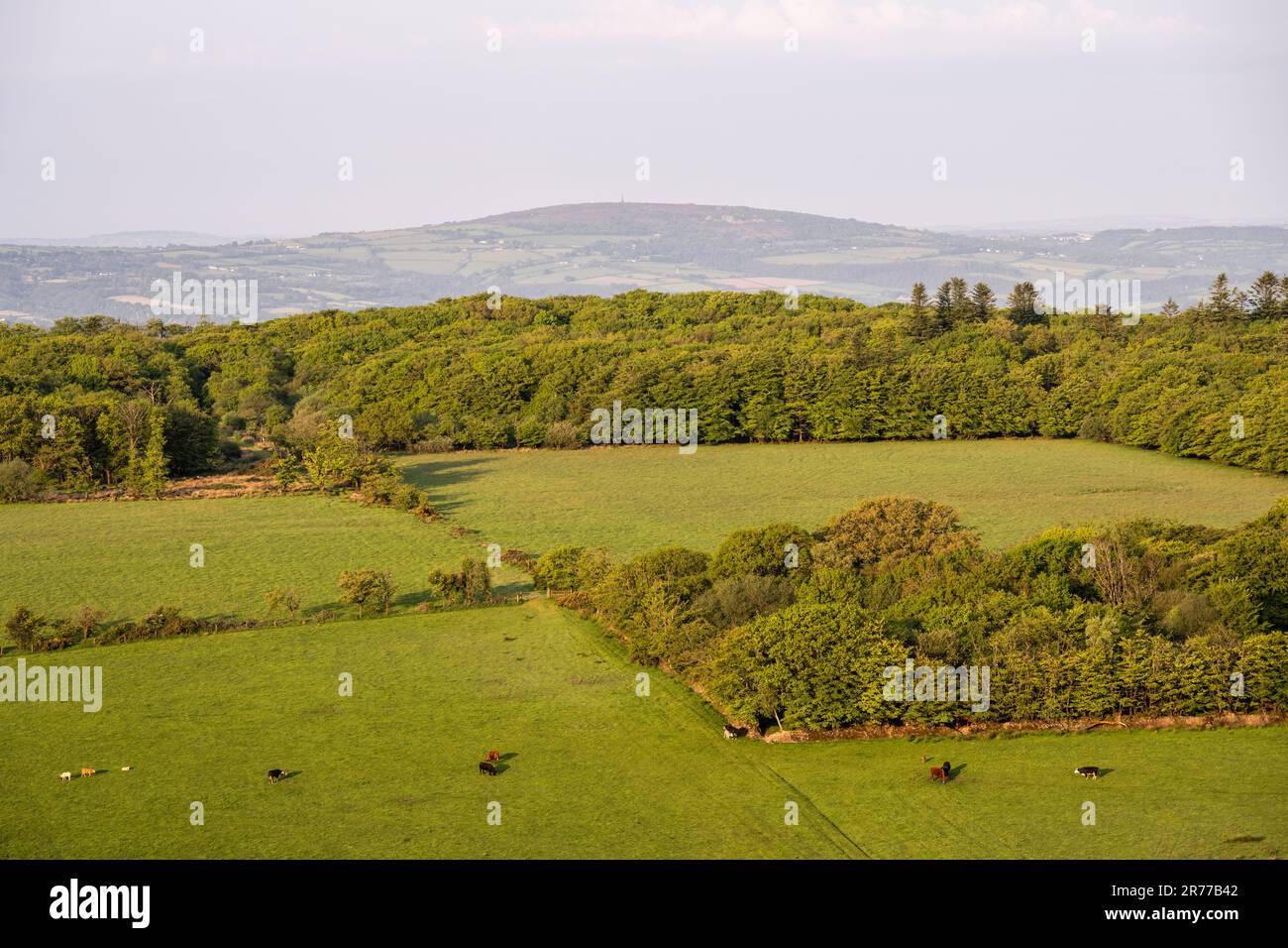 Cattle graze in pasture fields beside woodland in West Devon, with Kit Hill in Cornwall in the distance. Stock Photo