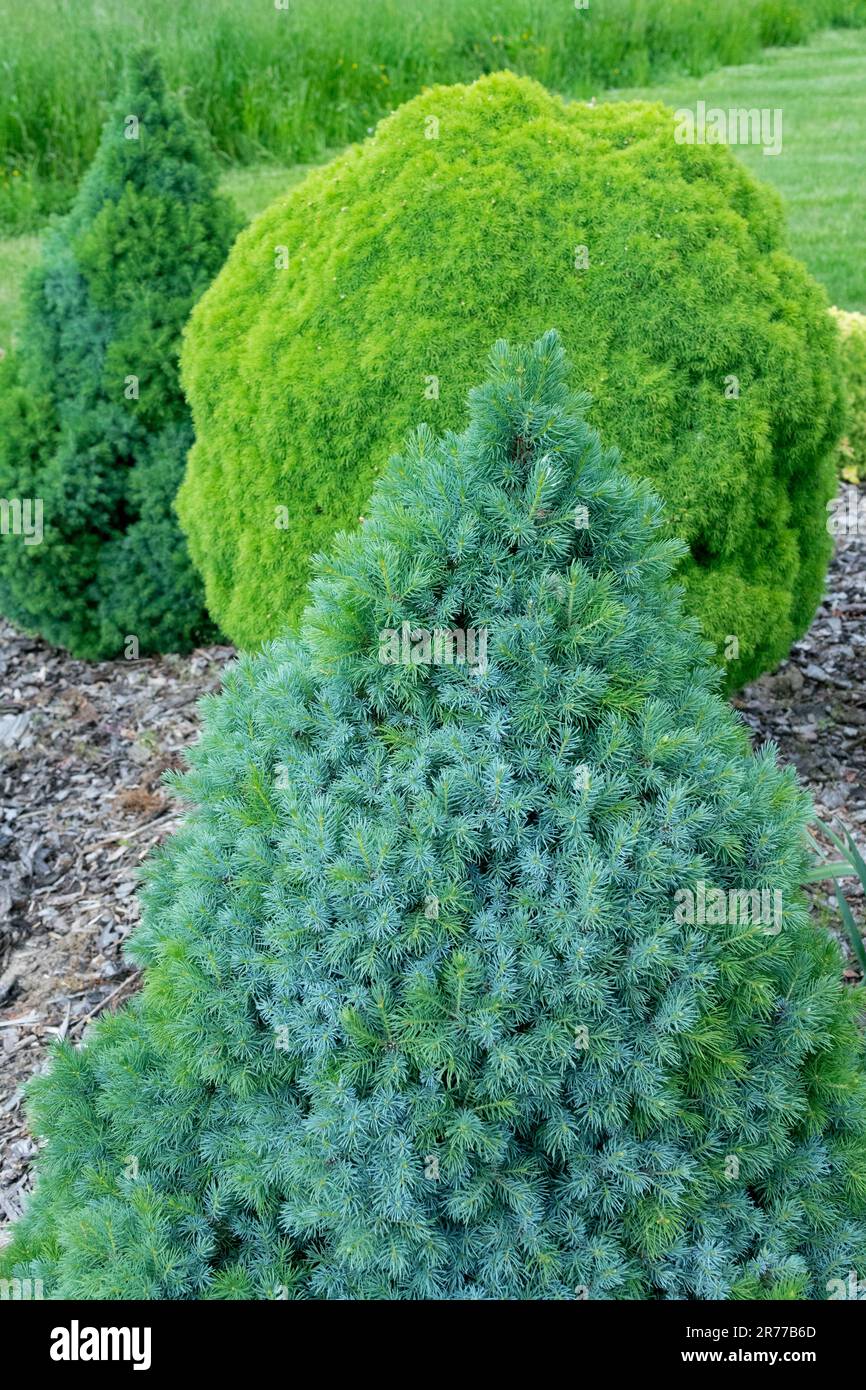 Alberta Spruce, Picea glauca "Alberta Blue", Dwarf Conical Form Tree