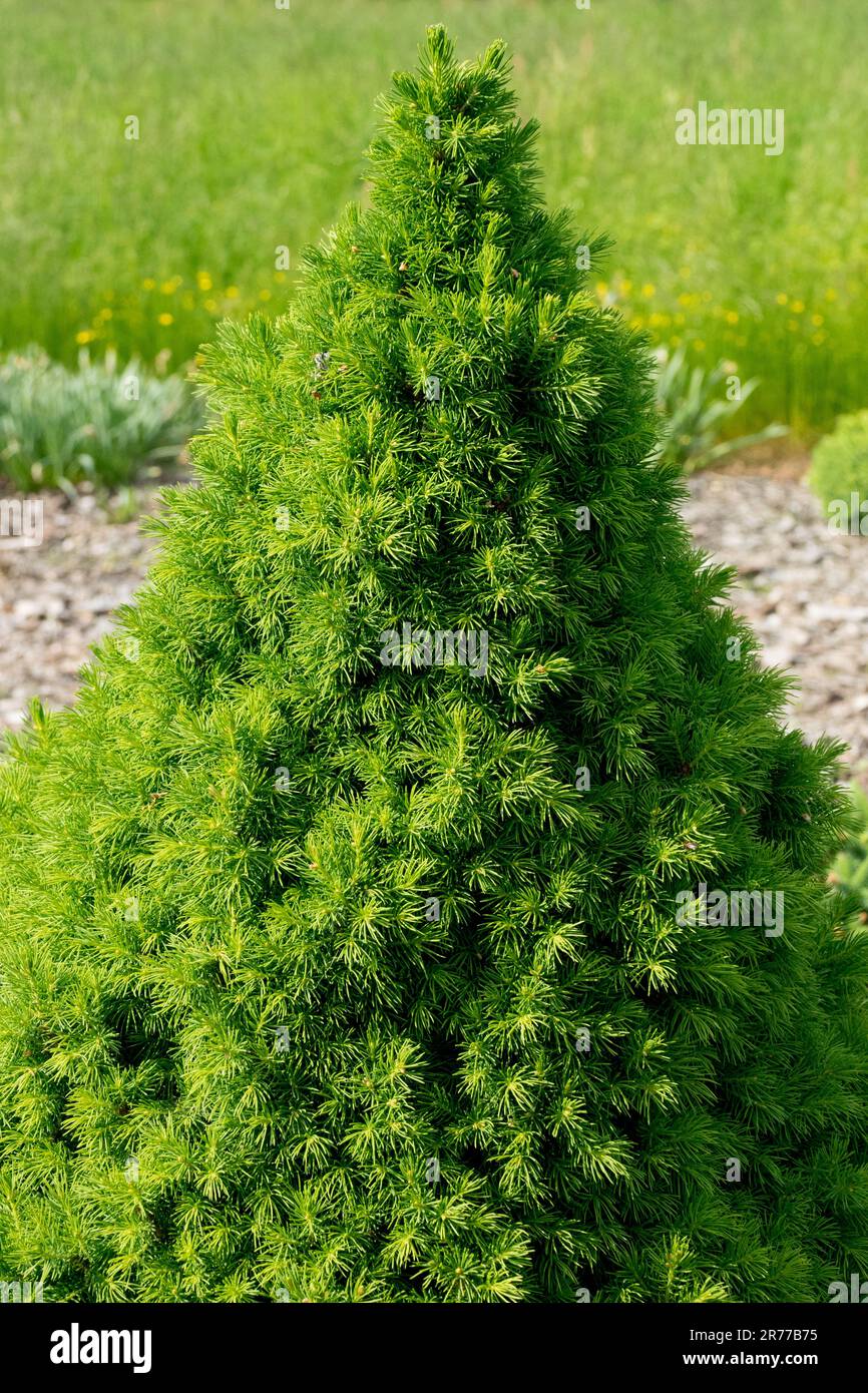 White Spruce, Alberta Spruce, Picea glauca 'Rainbows End', Conical, Spruce, Dwarf, Tree Stock Photo