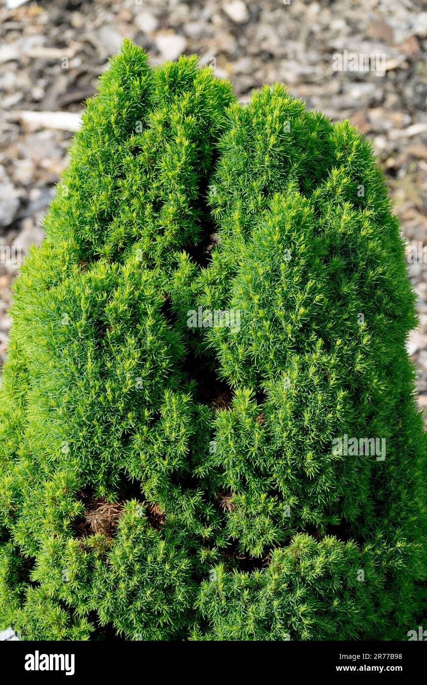 Alberta Spruce, Picea glauca 'Laurin' dwarf tree Stock Photo