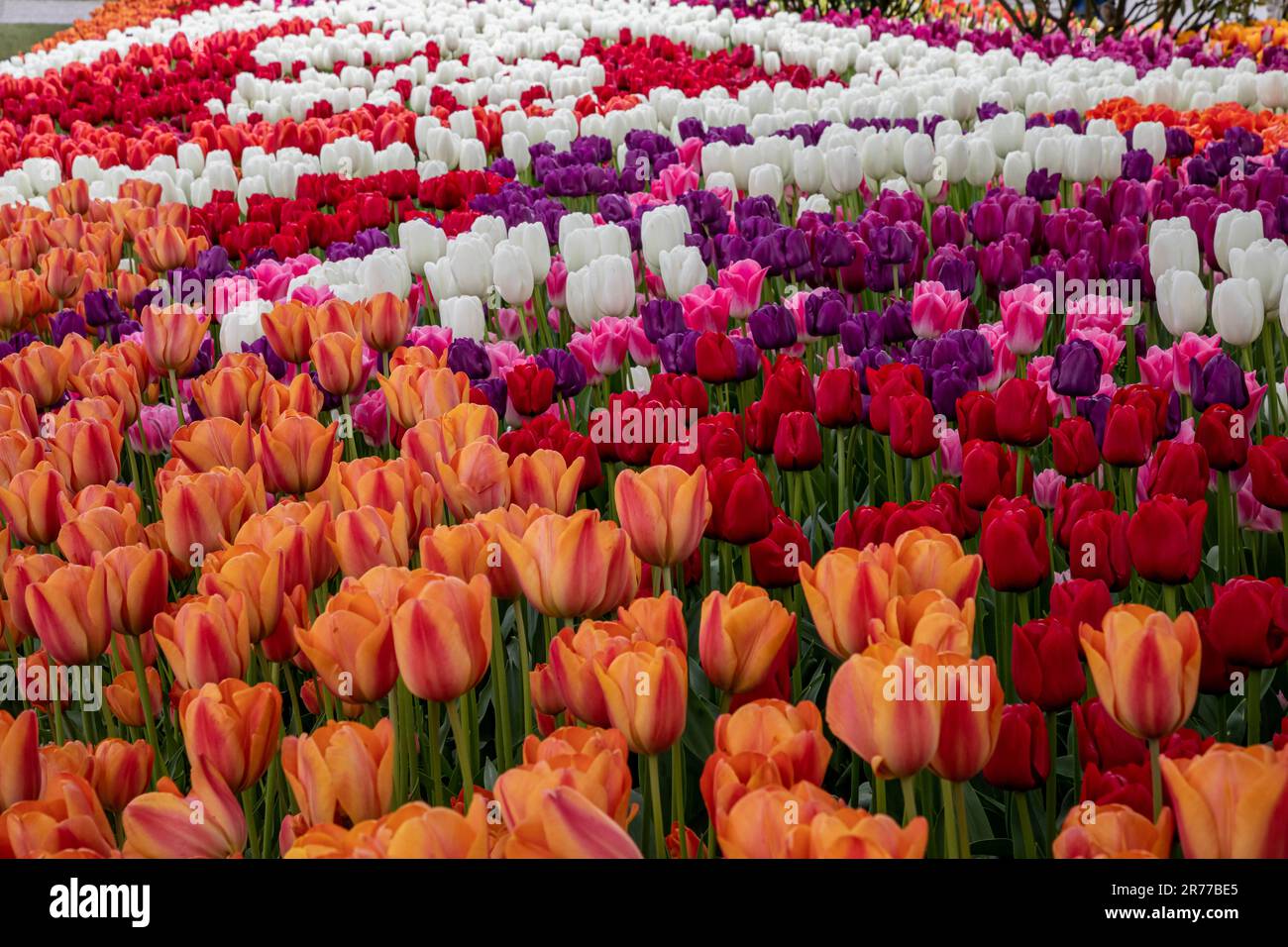 WA23400-00...WASHINGTON - Colorful display garden at RoosenGaarde Tulip ...