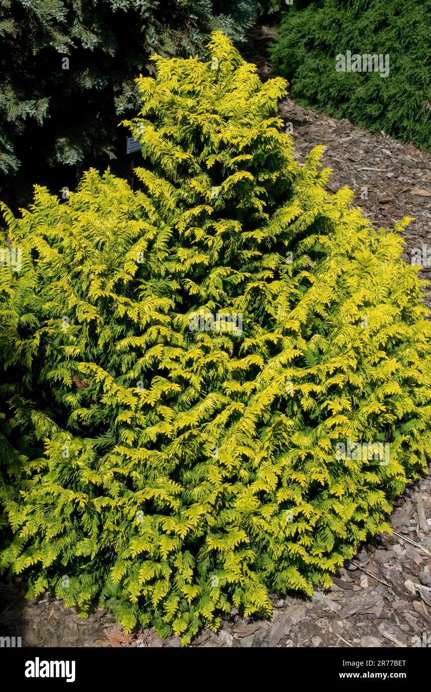 Chamaecyparis lawsoniana, Lawson Cypress, Small, Dwarf, Tree