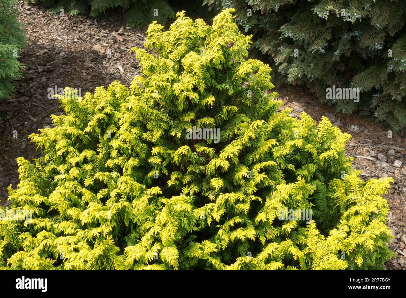 Small Conical Form Golden Yellow Lawson Cypress Tree Chamaecyparis lawsoniana 'Jeanette Port Orford Cypress Lawson False Cypress Chamaecyparis Foliage Stock Photo