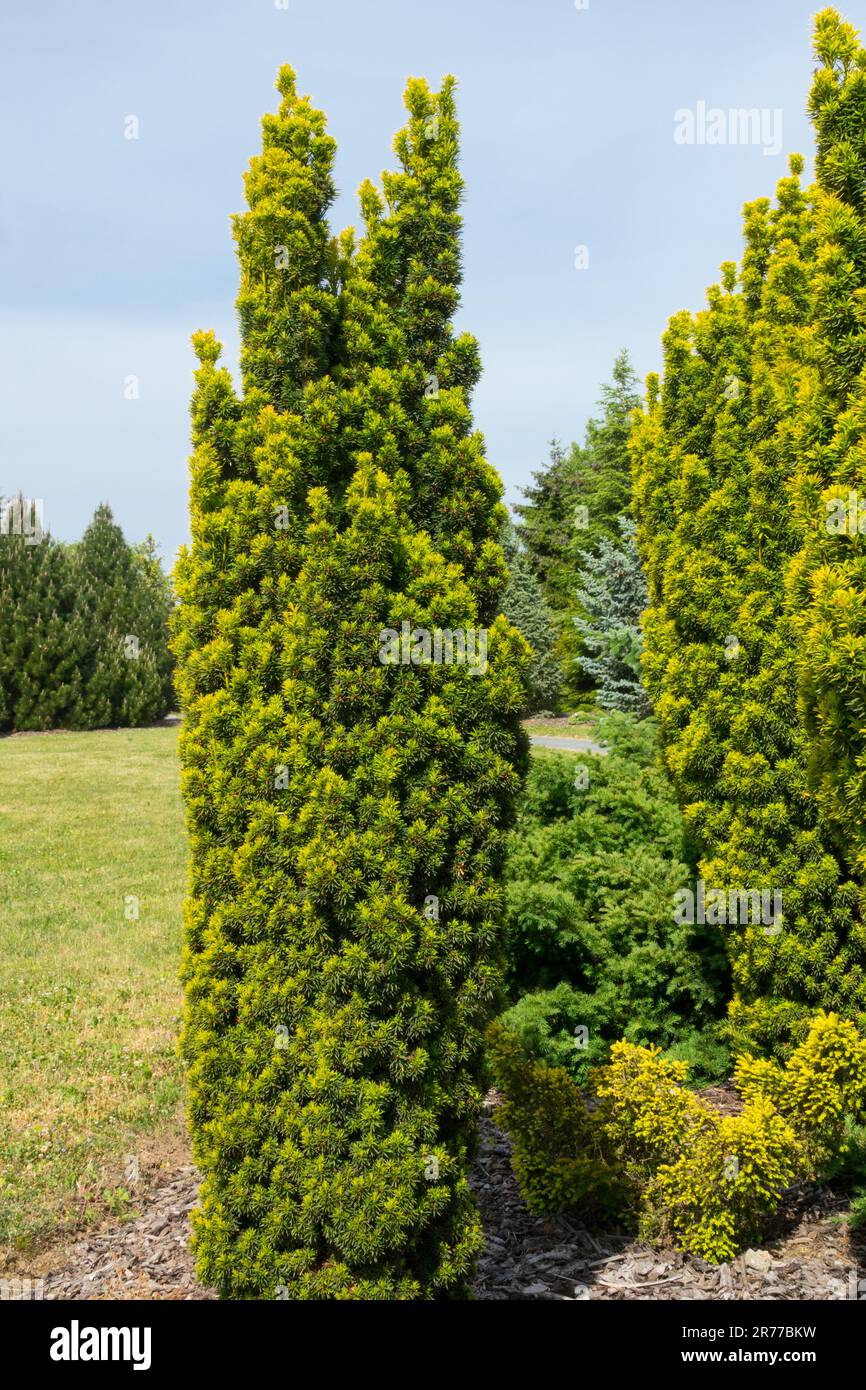English Yew, Taxus baccata David, Garden, Tree, Columnar, Form Stock Photo