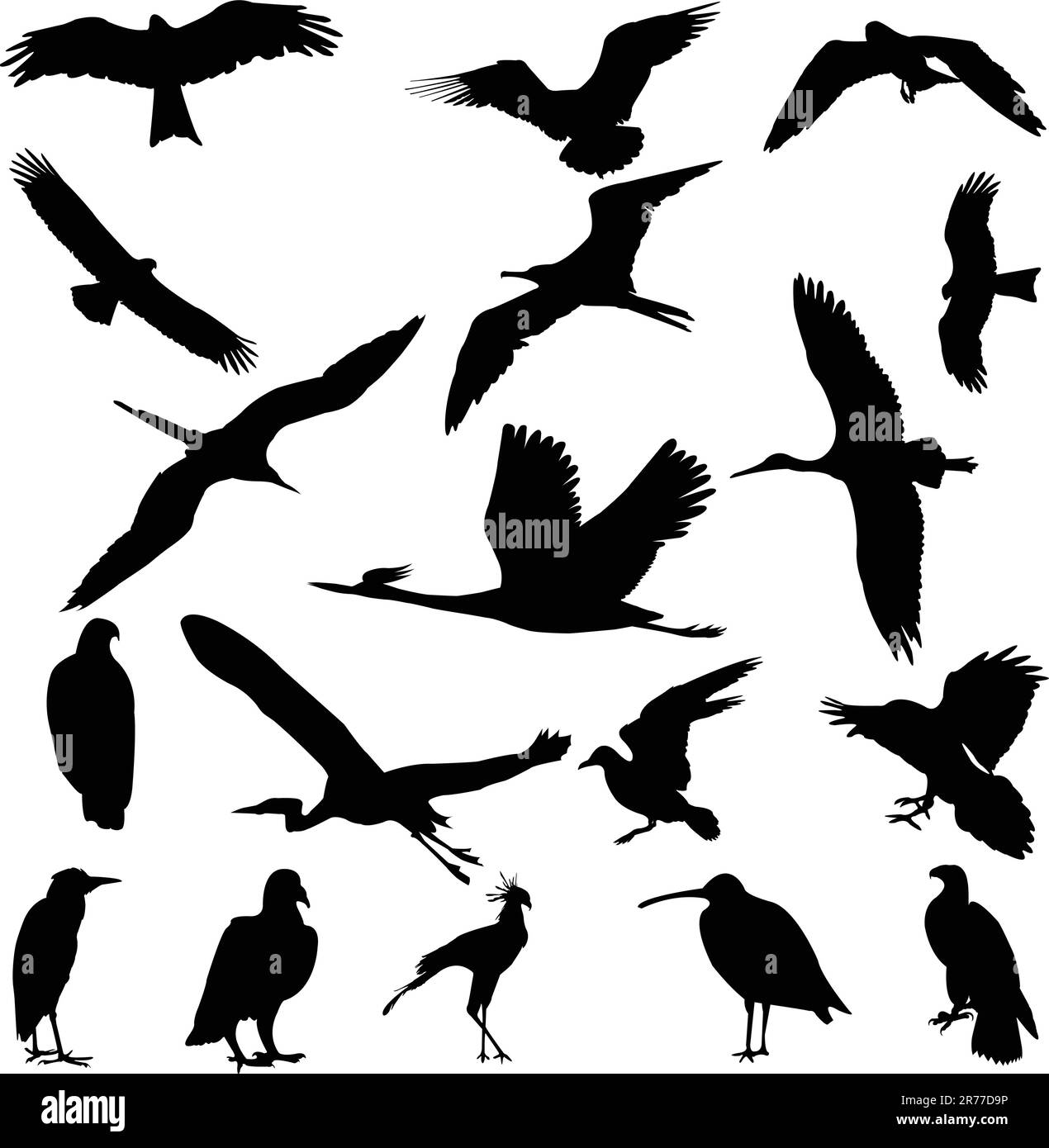birds collection - vector Stock Vector Image & Art - Alamy