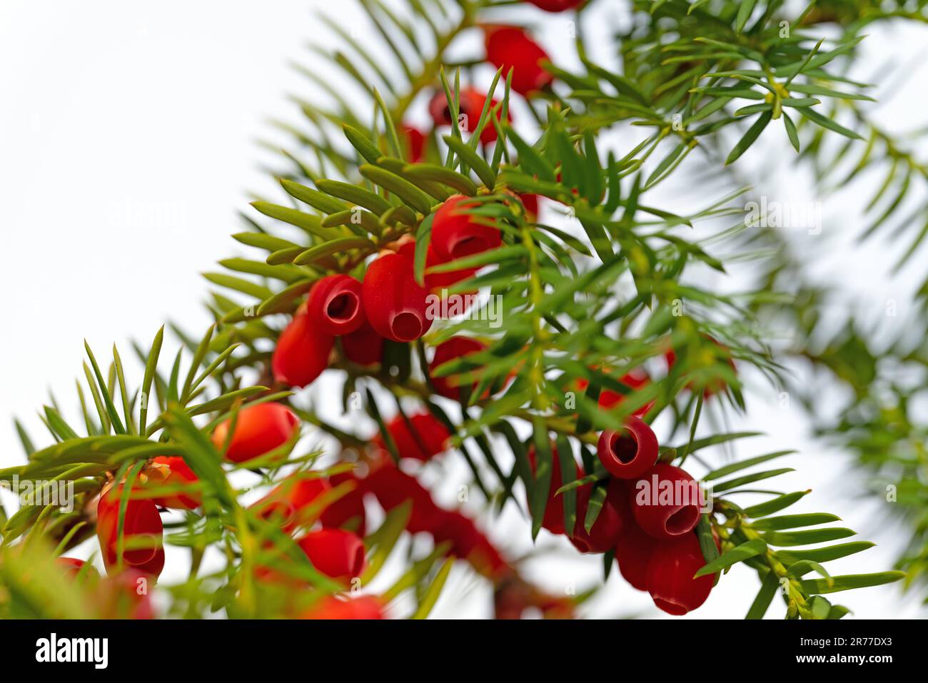 Fruits of the yew tree in a close-up Stock Photo