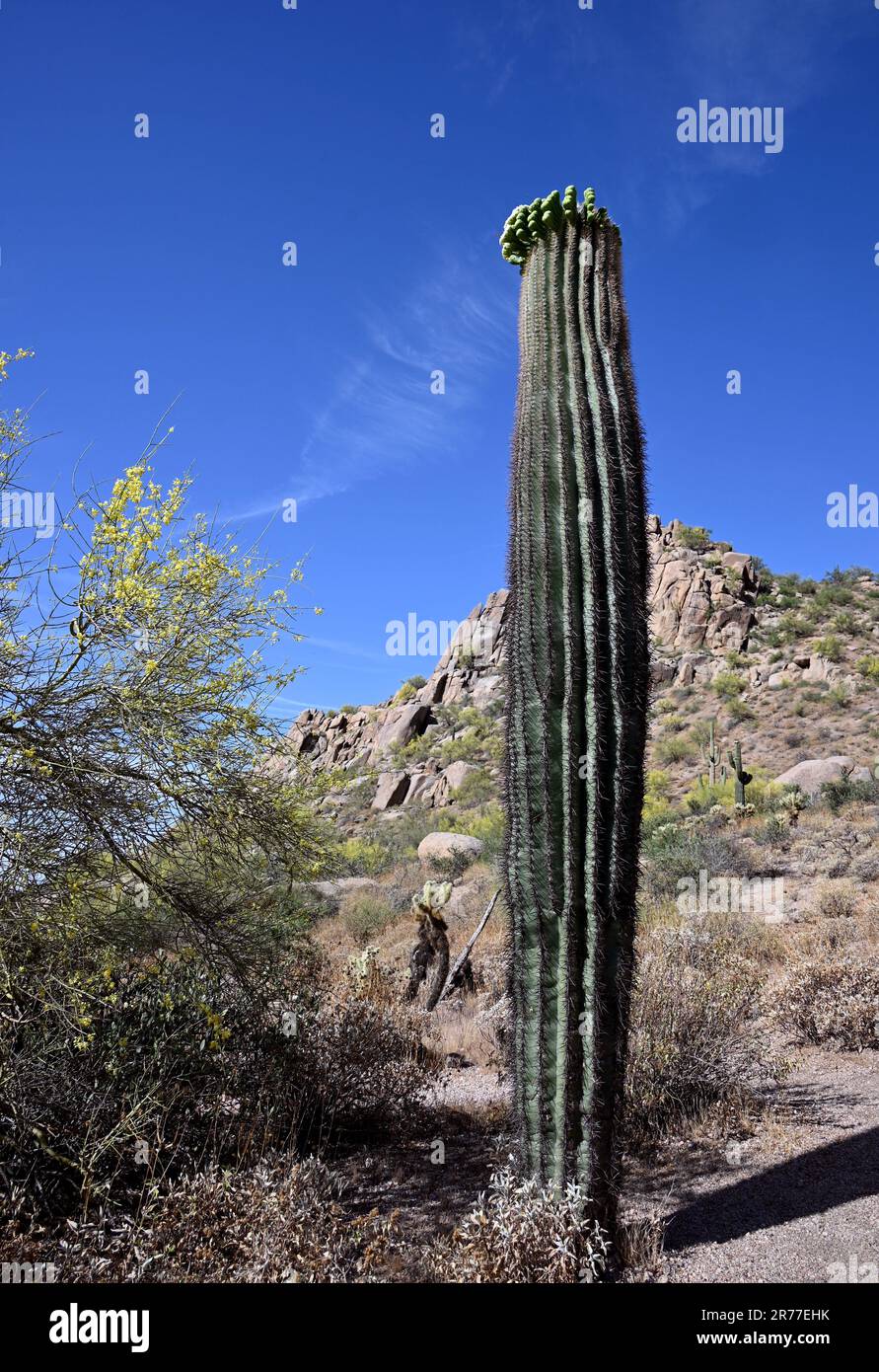 Tall Cactus Stands in Sonoran Desert Setting Stock Photo