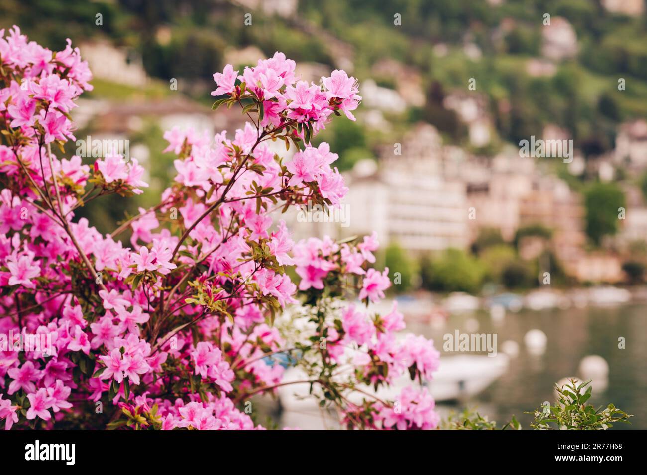 Beautiful pink Rhododendron flowers by Geneva Lake or Lac Leman, Montreux, Switzerland Stock