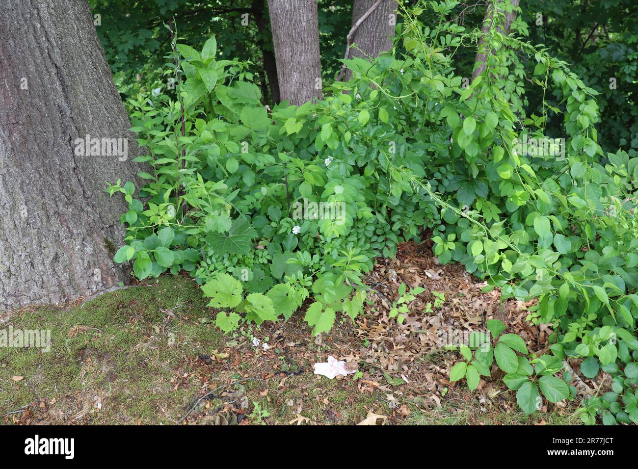 Tree trunks and leaves in the woods Stock Photo - Alamy