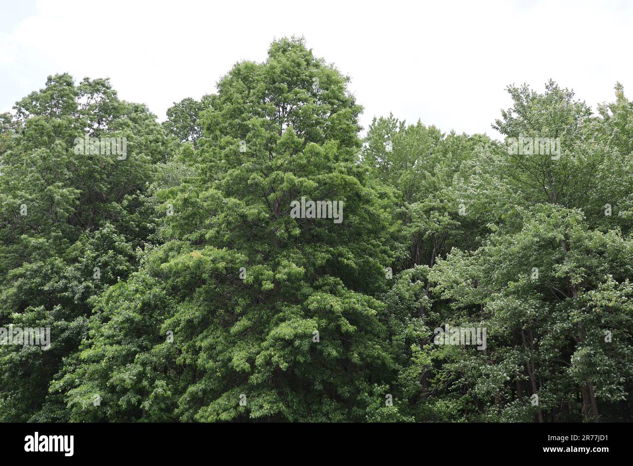 Multiple tall green leafy trees Stock Photo