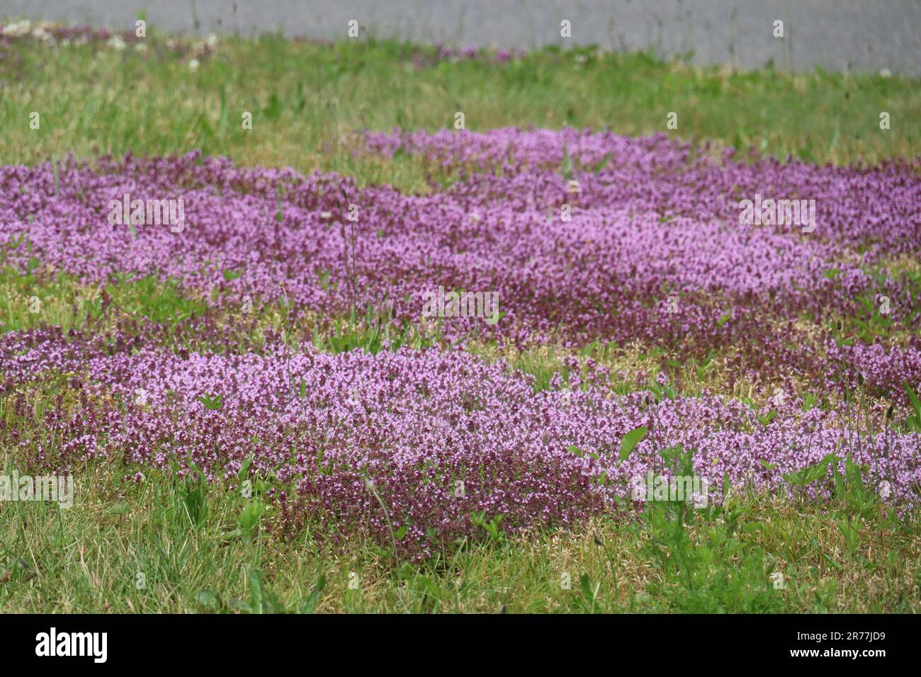 Green grass purple flowers in hi-res stock photography and images - Alamy