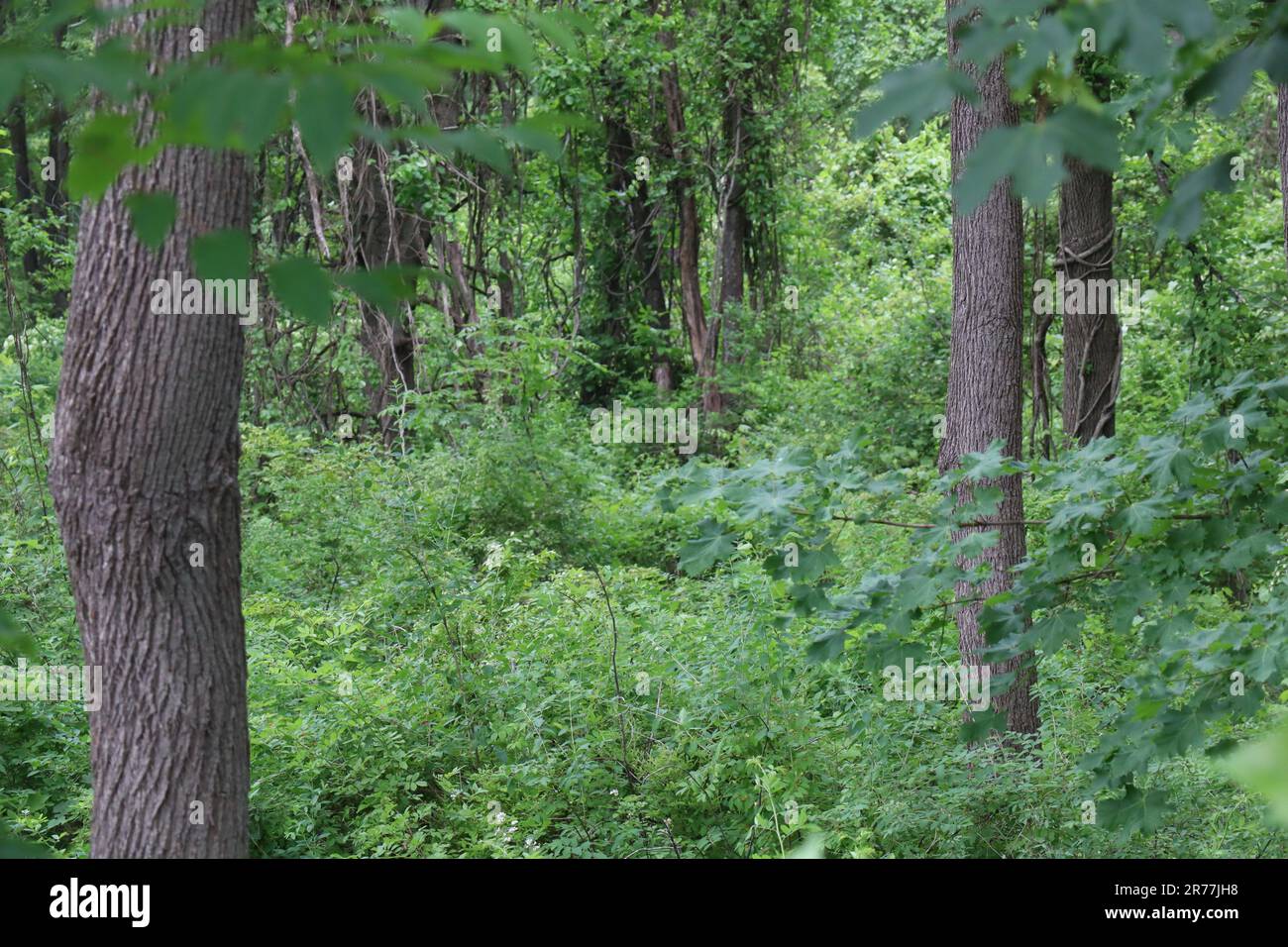 Multiple trees in the forest Stock Photo