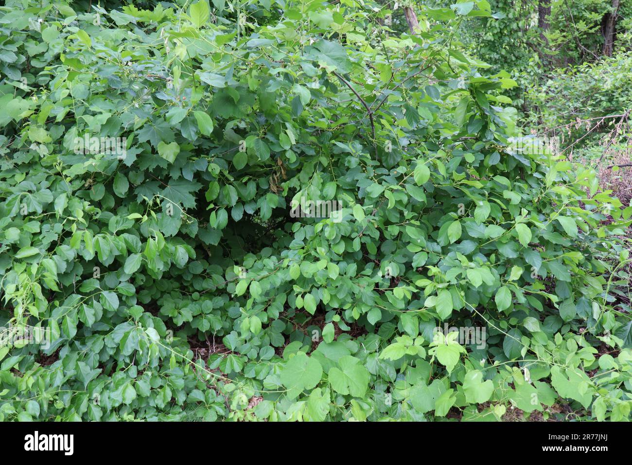 Green bushes in nature Stock Photo