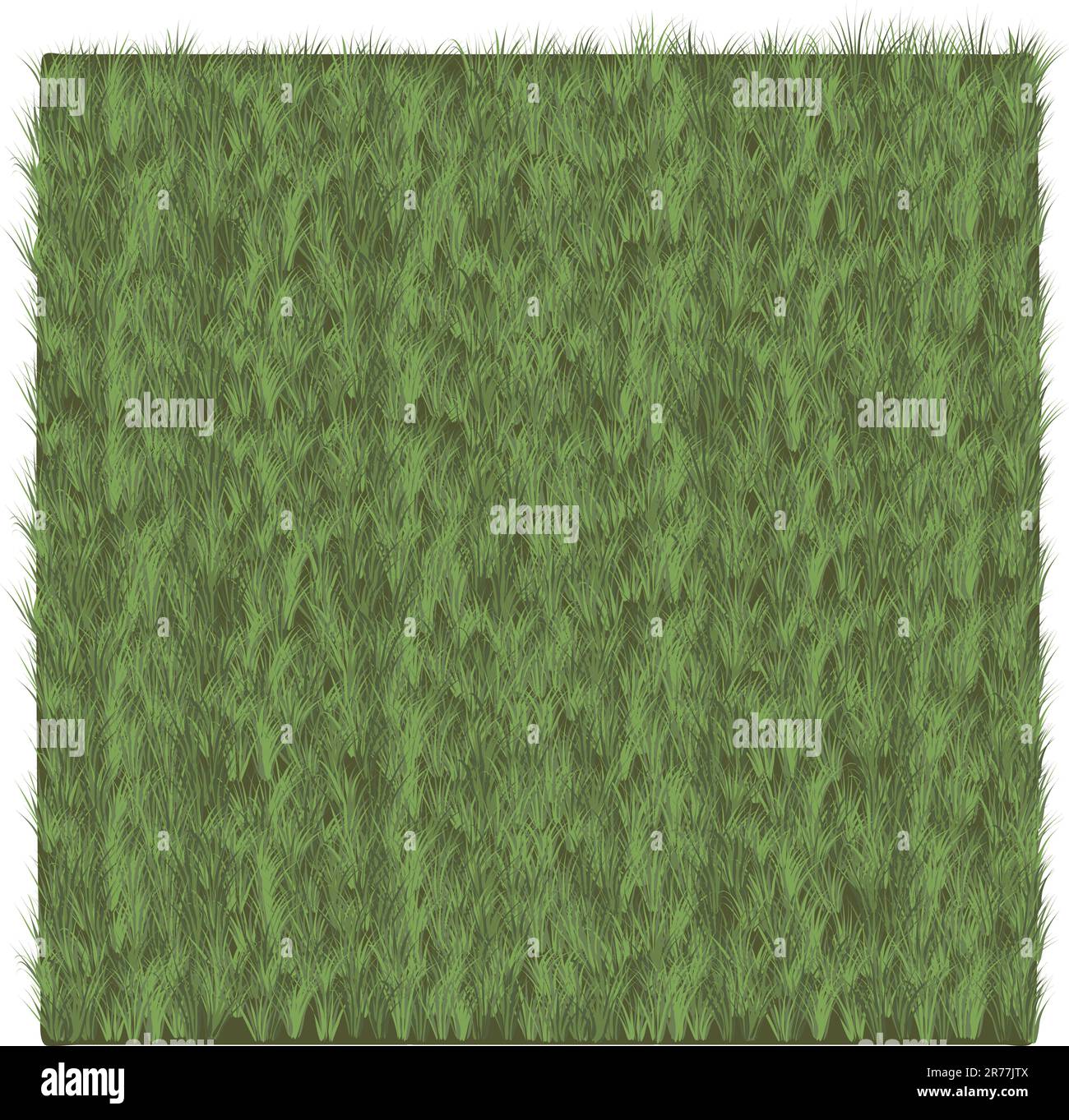Grass close up view Stock Vector Images - Alamy