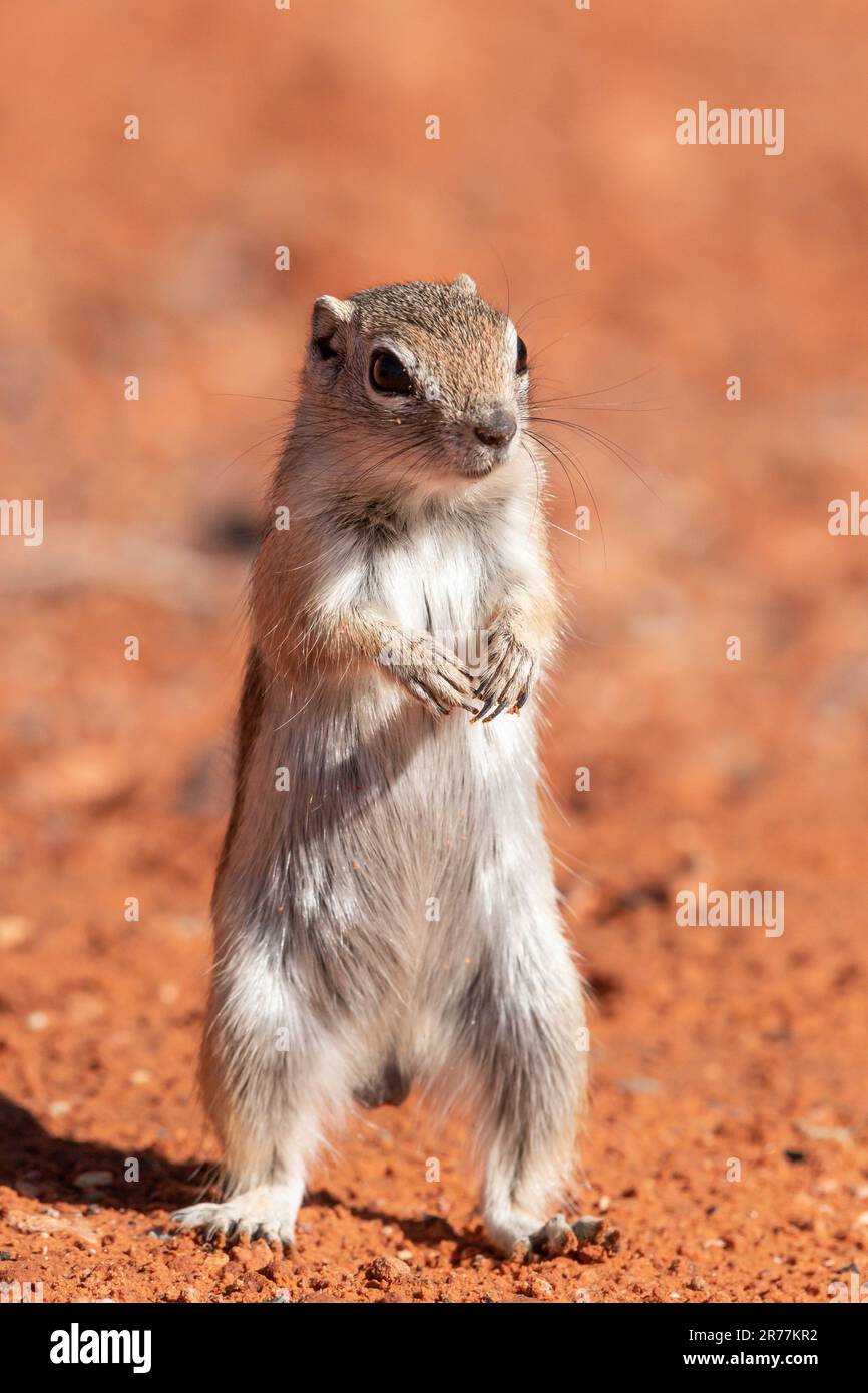 Ground Squirrel; White-tailed Antelope Ground Squirrel Stock Photo - Alamy