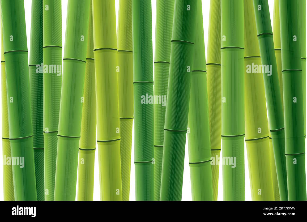 Fresh bamboo grove vector illustration.  Only applied in gradient. Stock Vector