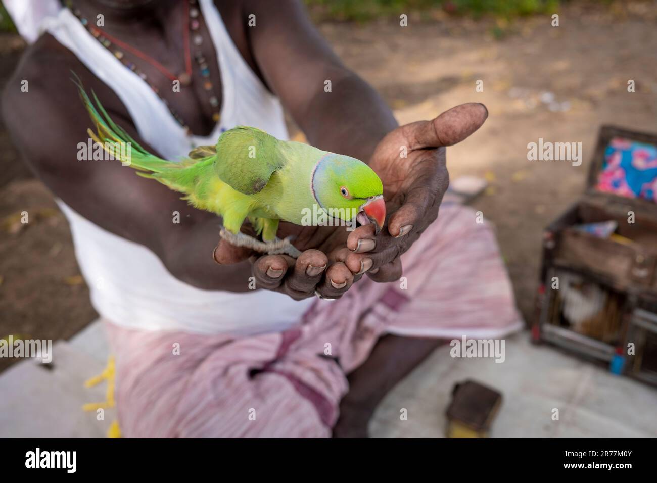 A fortune teller's parrot begs for a treat on the streets of Chidambara