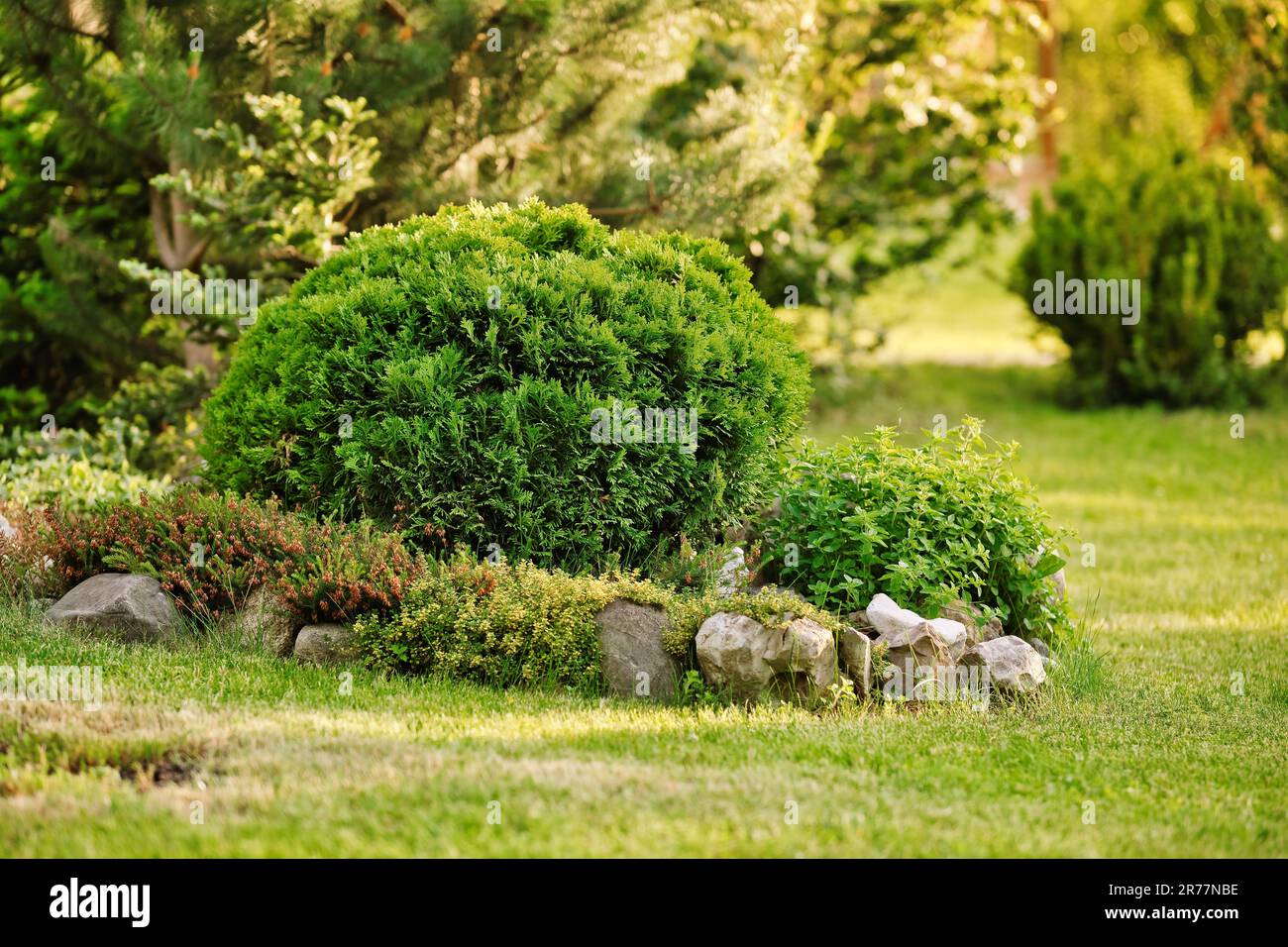 Thuja occidentalis danica bush in the garden. Decorative thuja for landscape design. Alpine slide in the garden. Stock Photo