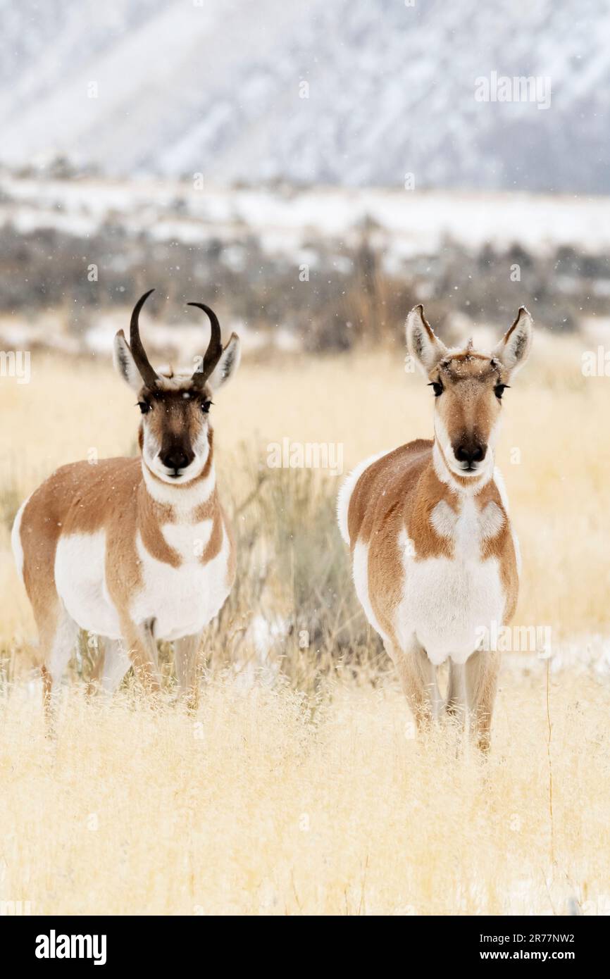 Pronghorn antelope buck and doe hi-res stock photography and images - Alamy