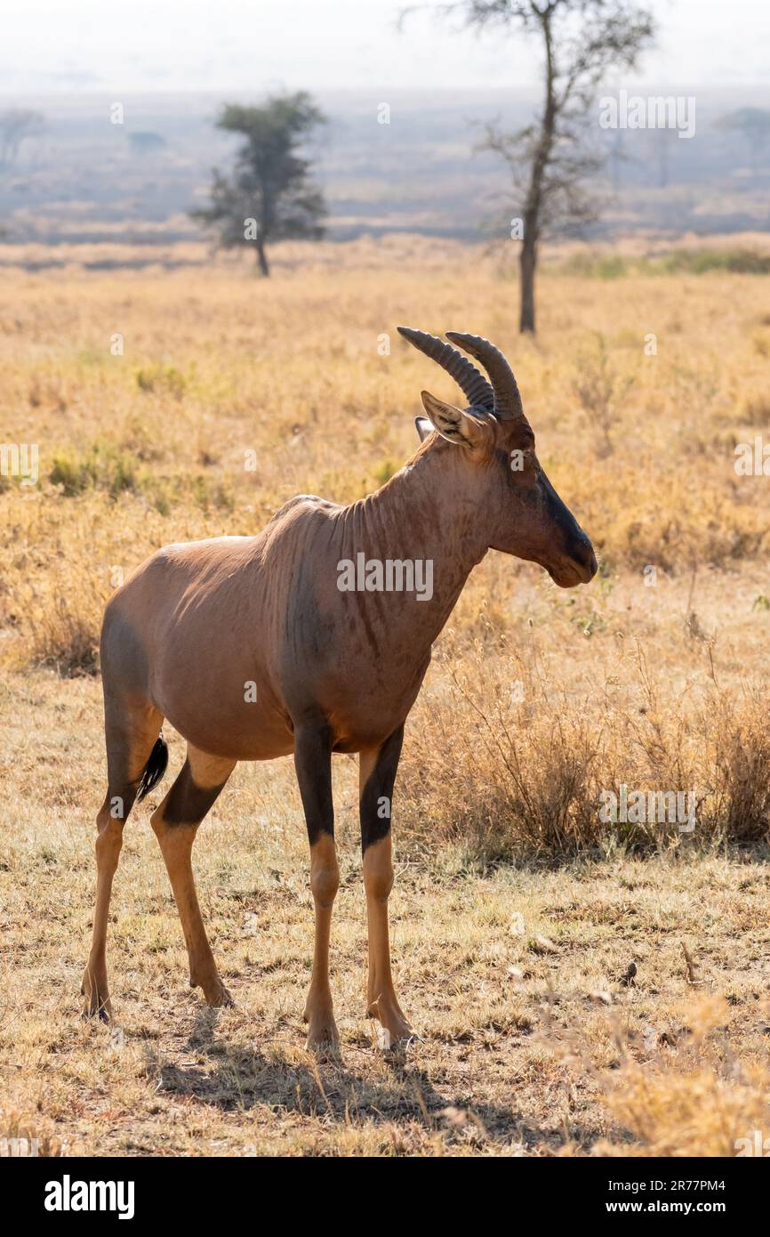 Hartebeest - Alcelaphus buselaphus, large antelope from African ...