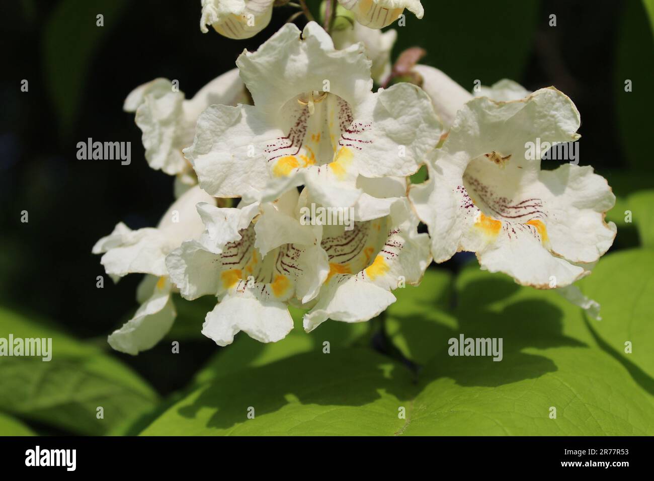 Northern catalpa tree with blossoms in full at St. Paul Woods in Morton ...