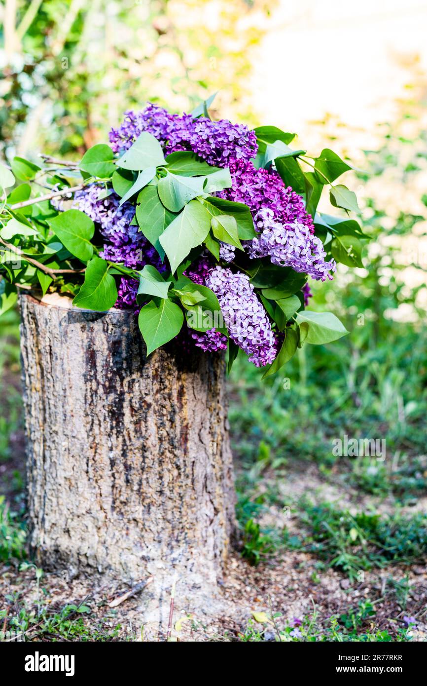 lilac bouquet on a tree stump. Syringa vulgaris, the lilac or common lilac. Springtime coming. Lilac Flowers Backgrounds. Stock Photo
