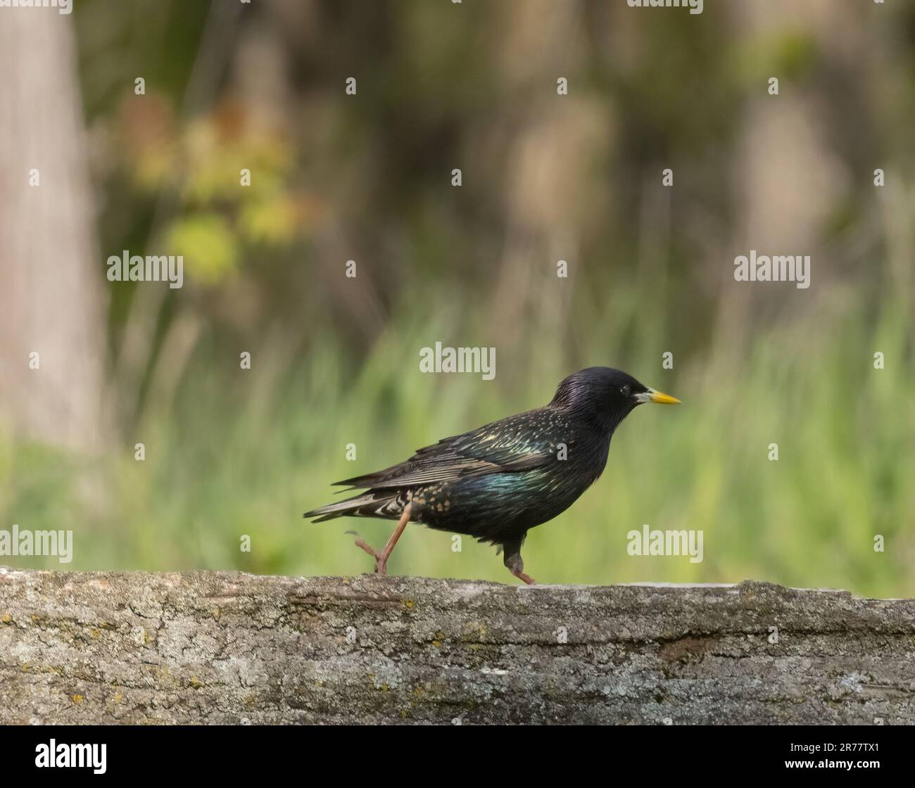 A European Starling walking along a wooden fence at Pelee National Park in Ontario Stock Photo