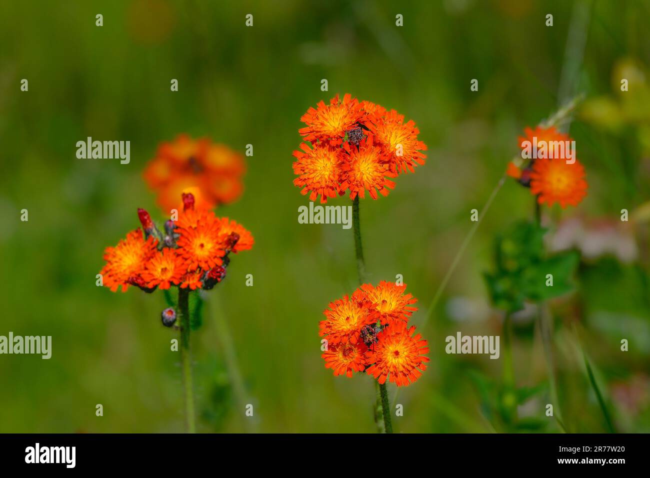 Orange hawkweed, Hieracium aurantiacum, invasive plant species Stock