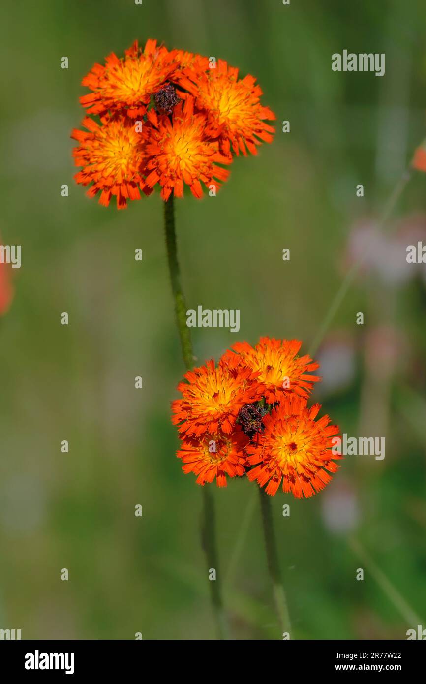 Orange hawkweed, Hieracium aurantiacum, invasive plant species Stock