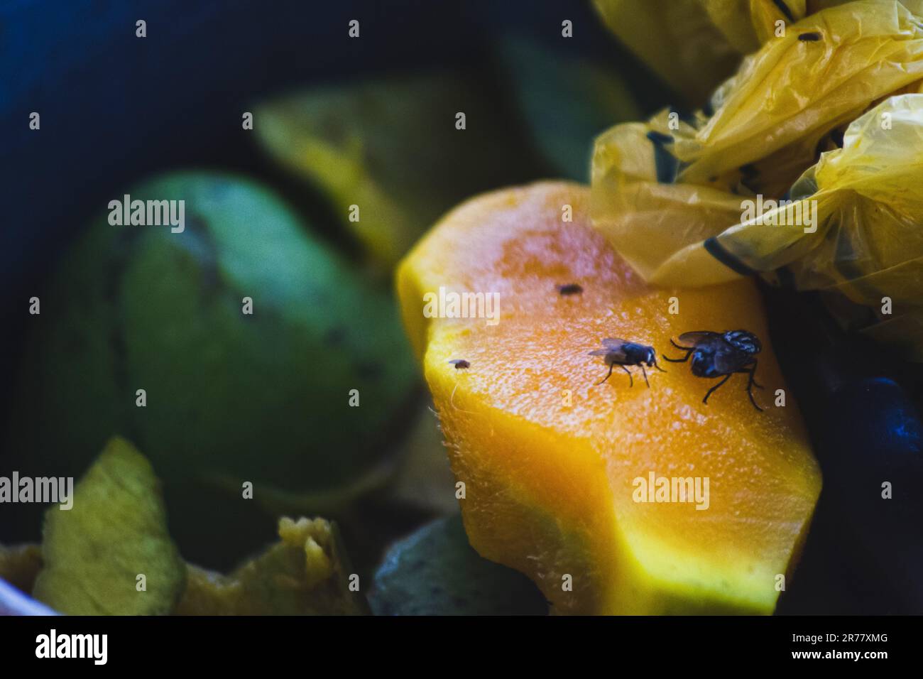 leftover Cameroon mango in the garbage can with flies on top Stock Photo