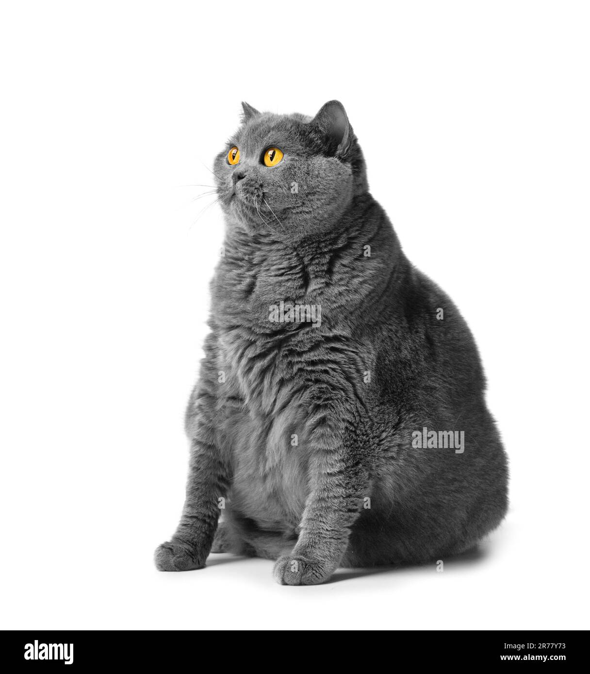 A fat shorthair cat with big red eyes sits on a white background. Animal obesity. British cat on a white background. A large cat of the British breed Stock Photo