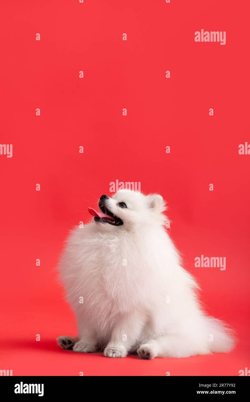 Portraite of cute fluffy puppy of pomeranian spitz. Little smiling dog sits on bright trendy red background. Stock Photo