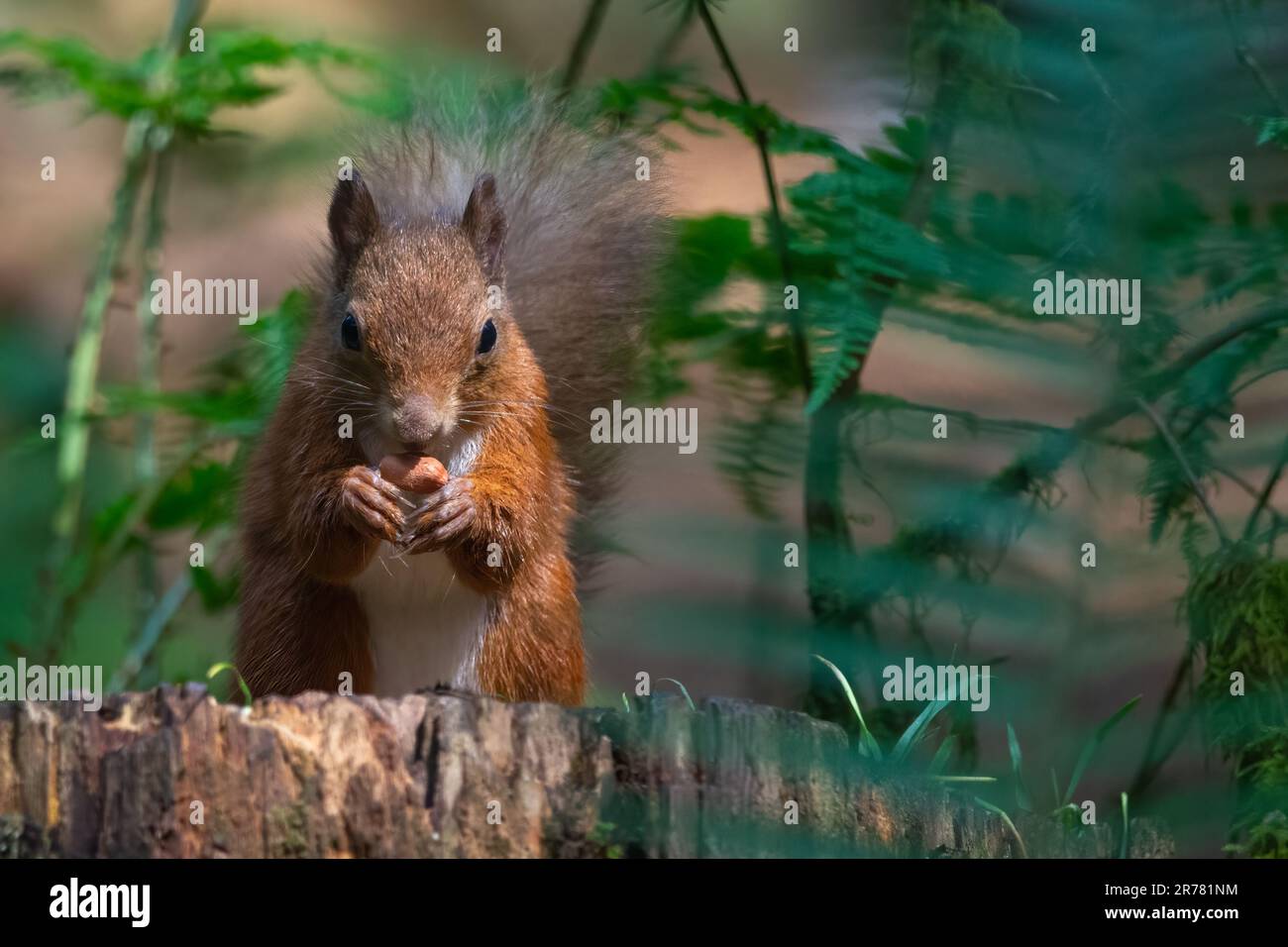 Red Squirrel (Sciurus vulgaris) in the Queen Elizabeth Forest, Aberfoyle, Scotland, UK. Stock Photo