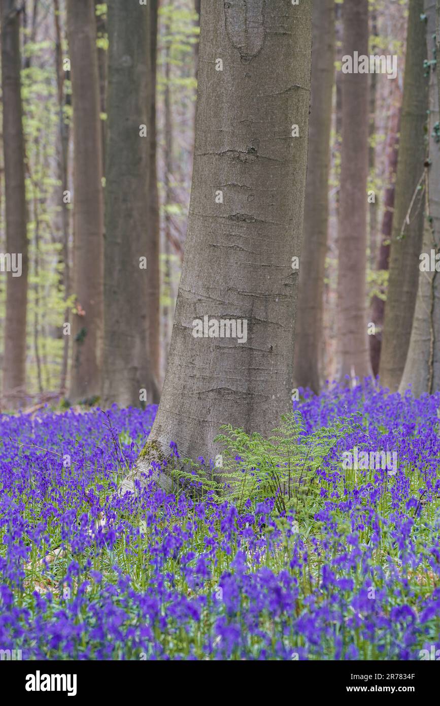 Bluebells forest near Bruxelles, Hallerbos during springtime in Belgium Stock Photo