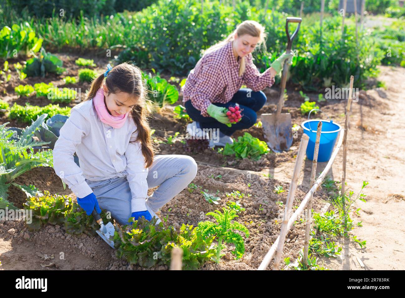 Teenage girl is spudding a bed of lettuce in vegetable garden Stock ...