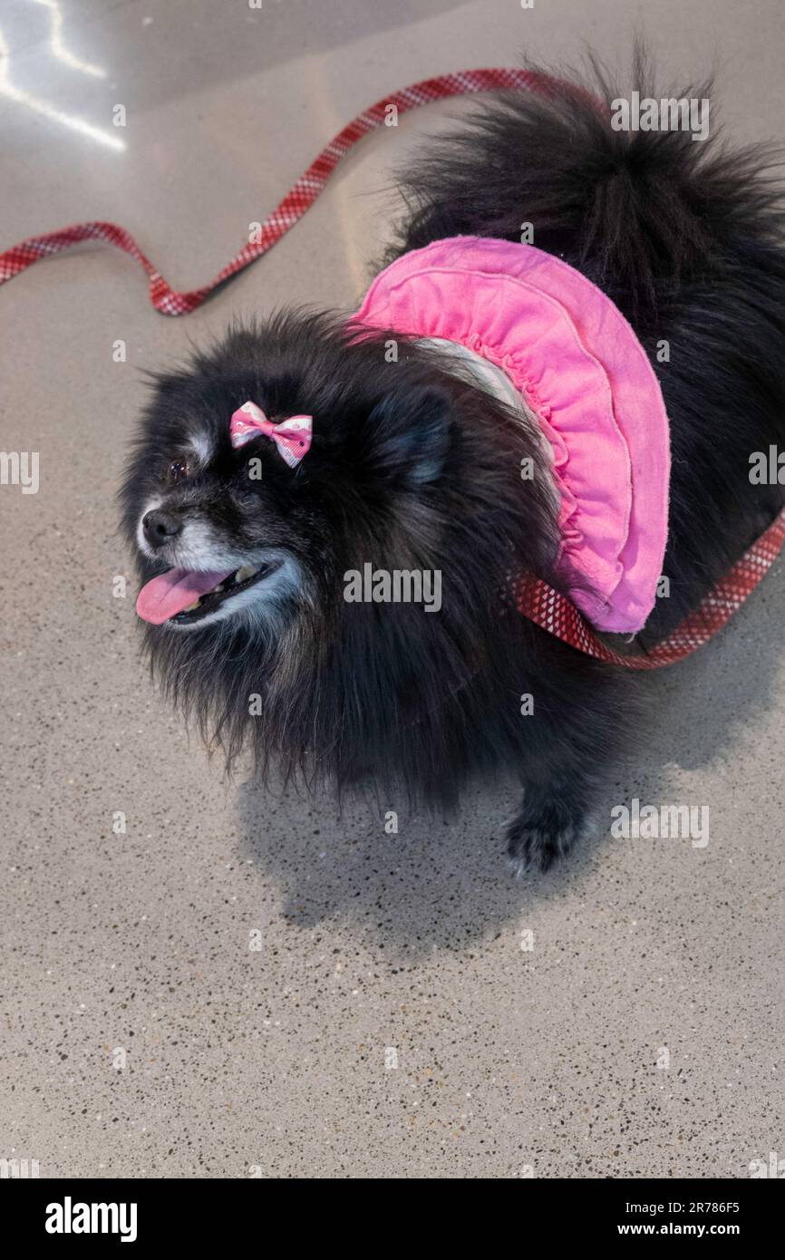 The Petco in Union Square offers a full range of pet supplies, New York