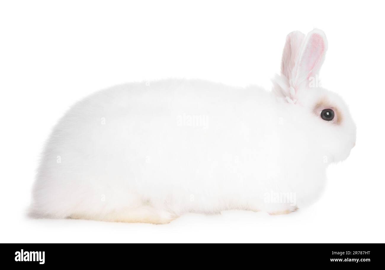 Fluffy rabbit on white background. Cute pet Stock Photo - Alamy