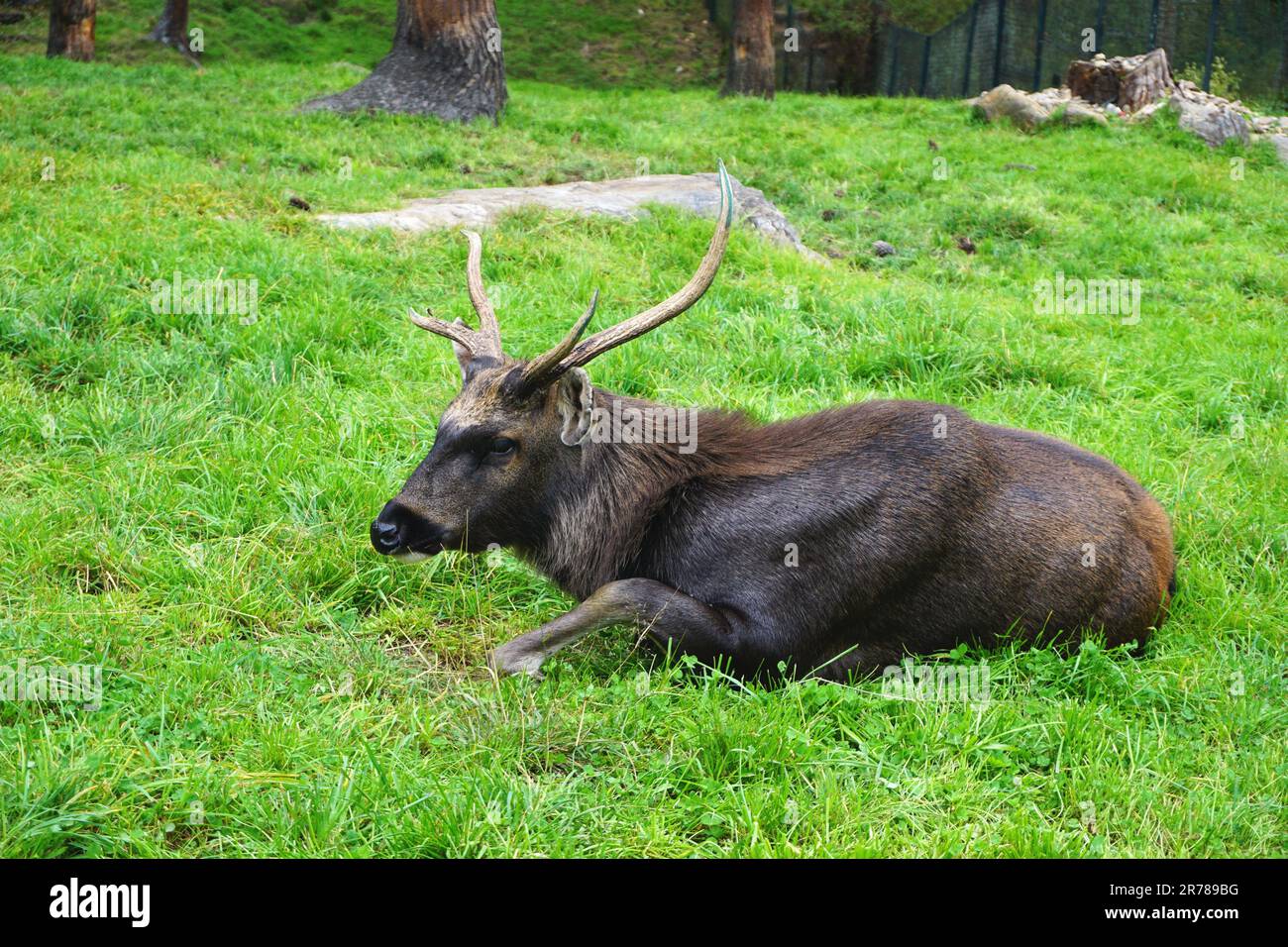 Mature Sambar deer rests in the grass at the Motithang Takin Preserve in Thimphu, Bhutan. They are listed as a vulnerable species on the IUCN Red List Stock Photo